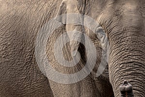 Asian Elephant eye and skin wrinkles