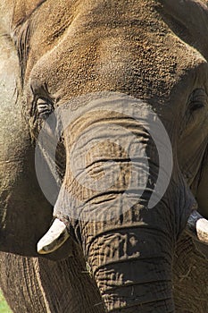 Asian Elephant Face Closeup - Pachyderm