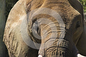 Asian Elephant Face - Pachyderm