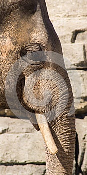 Asian Elephant Face Profile Verticle Composition