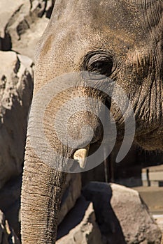Asian Elephant Face Profile Verticle Composition