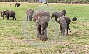 Asian elephant family at Minneriya Park