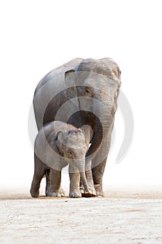 Asian elephant familys walking 2