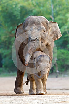 Asian elephant familys walking 4