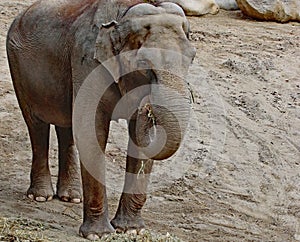 Asian Elephant Female