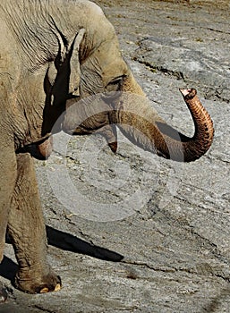 Asian Elephant Female