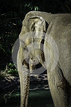 Asian Elephant Female