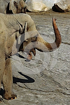 Asian Elephant Female