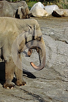 Asian Elephant Female Pair