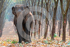 Asian Elephant in a forest in day time at Kanchanaburi province