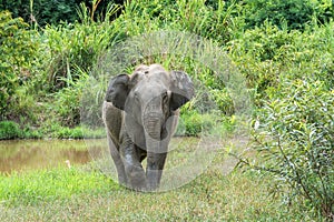 Asian Elephant in forest. Kui Buri National Park. Thailand