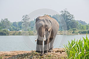 Asian elephant in the forest, surin, Thailand