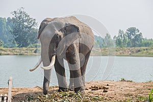 Asian elephant in the forest, surin, Thailand