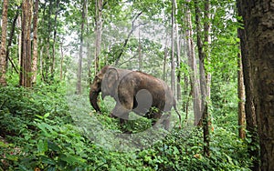 Asian elephant frolics inside sanctuary