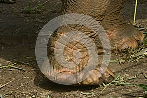 Asian elephant photo