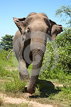 Asian elephant front view