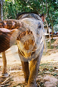 Elephant asking what do you have for me? photo