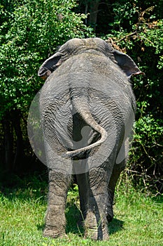 Asian elephant in full growth against the background of trees. Rear view