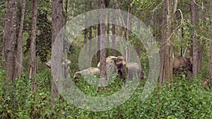 Asian Elephant Herd in Thai Wilderness.