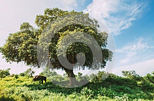 Asian elephant hiding under the big green tree shadow in the Udawalawe National Park, Sri Lanka