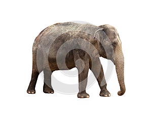 Asian elephant isolated on white background