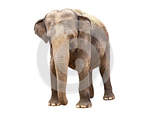 Asian elephant isolated on white background