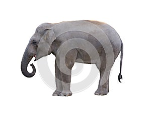 asian elephant isolated on white background