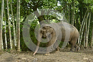 Asian elephant photo