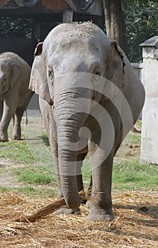 Asian Elephant