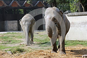 Asian Elephant