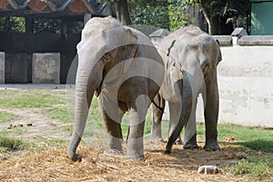 Asian elephant