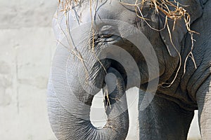 Asian elephant