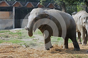 Asian elephant