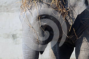 Asian elephant