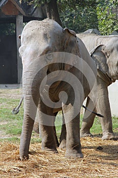 Asian elephant