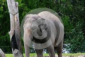 An asian elephant at a local zoo 7140