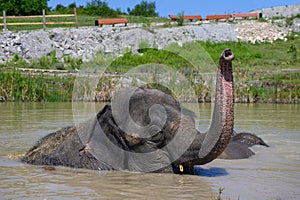 An Asian elephant, lying in a pond, lifted its trunk up. Portrait