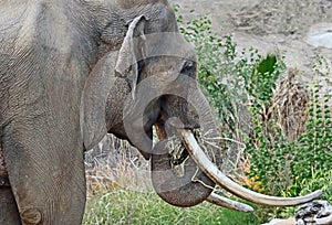 Asian Elephant Male