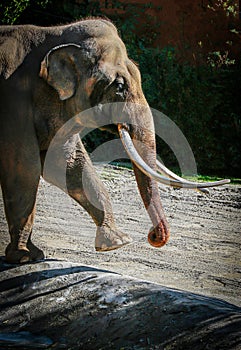 Asian Elephant Male