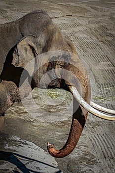 Asian Elephant Male