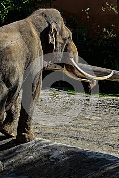 Asian Elephant Male