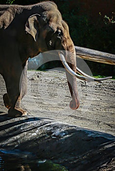 Asian Elephant Male