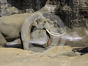 Asian Elephant Male