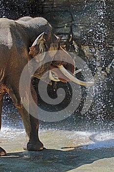 Asian Elephant Male