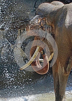 Asian Elephant Male