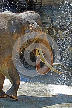 Asian Elephant Male