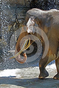 Asian Elephant Male