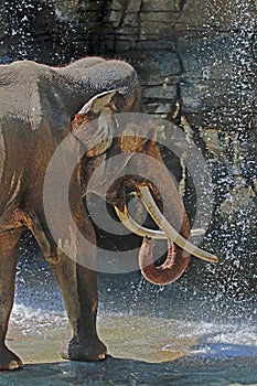 Asian Elephant Male