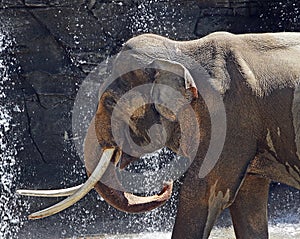 Asian Elephant Male