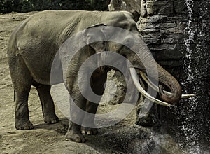 Asian Elephant Male